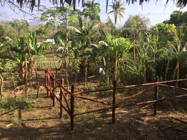 Planting corn in Trinidad, Cuba.